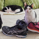 Illustration for article titled Remember my cat whos obsessed with my gym shoes? Shes now expanded her horizons to dress shoes.